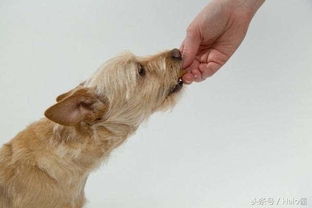 狗狗的干粮与湿粮该怎么保存 狗粮保存影响健康