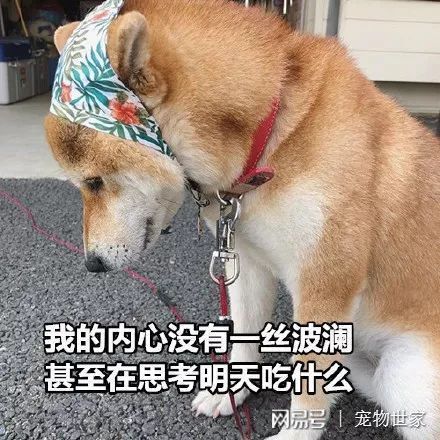 七夕单身狗表情包大盘点之二 柴犬 单身狗的日子你们懂吗