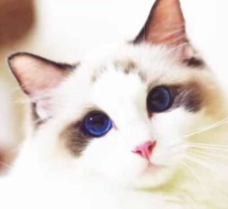 谁是猫界 奥黛丽赫本 ,波斯猫与布偶猫哪一种比较可爱