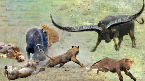 布法罗攻击狮子 布法罗牧群从狮子骄傲狩猎中拯救同胞 反击狮子 