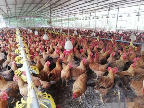 高密度养鸡很大的问题就是臭味氨气浓度高,养鸡专用复合益生菌可以快速解决问题