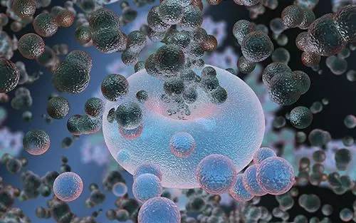 干细胞与免疫细胞关系知多少 