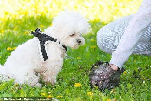 文明养犬六步走,和谐生活靠您造