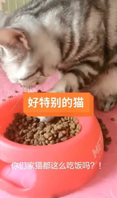 你们家的猫都这么吃饭吗 