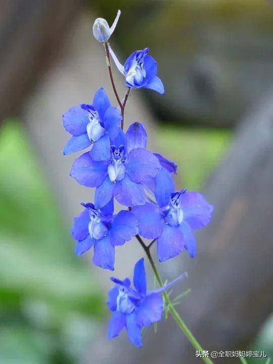 分享 蓝色的花