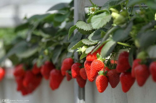 种草莓用什么土