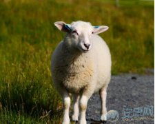 生肖羊运程 生肖羊配对 生肖羊性格 属羊运势 1 