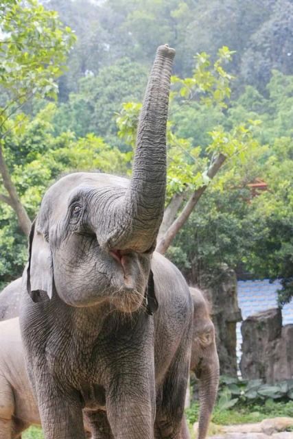 大象用鼻子吸水,为什么不会被呛到