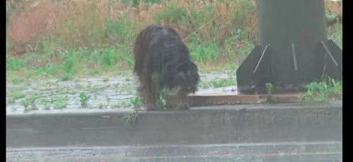 狗狗被前主人送给朋友后却被遗弃,它风雨中等待4个月终又回到家