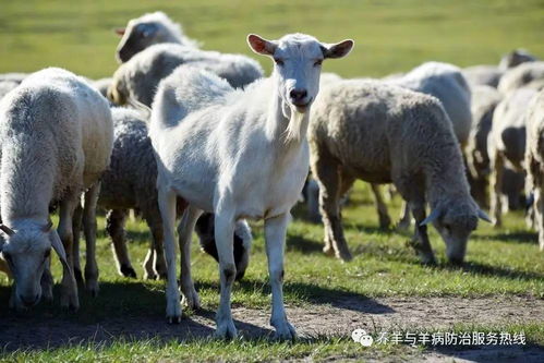2017年一季度牛羊价格整体还是在不断上涨