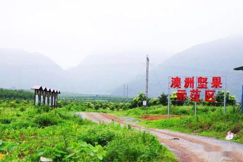 数字乡村建设试点