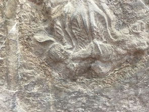福羲国际拍卖行 海百合化石 珍品鉴赏