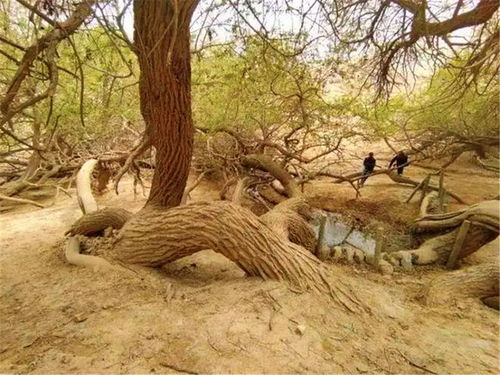沙漠柳树,红柳可以生长在茫茫沙漠和戈壁滩上．它与胡杨树一并被我国西北人民称为“沙漠英雄”．沙丘埋它一次，它就