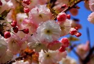 樱花等待的花语,樱花的花语是‘生命等你回来’的意思吗?