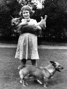 超长待 基 英国女王的柯基,是这个世界上最受宠爱的狗狗了吧