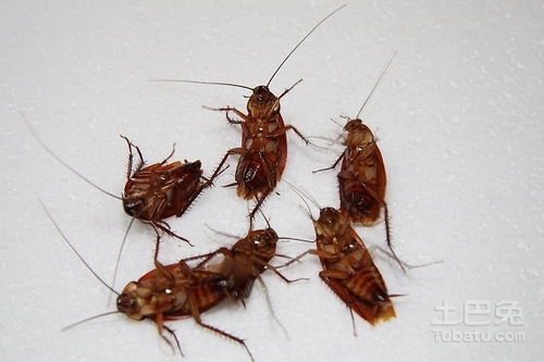 如何杀蟑螂 八大办法杜绝蟑螂危害