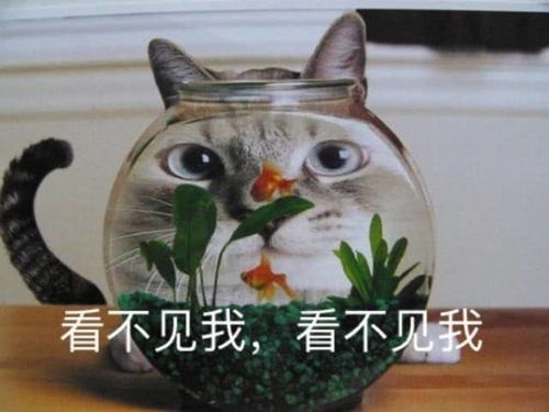 表情 可爱猫咪搞笑表情包 看不见我,看不见我 表情 