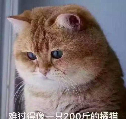 孩子养猫的十大坏处(孩子养猫的十大坏处有哪些)