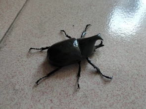 谁知道这是什么虫 