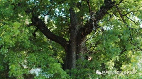 昆明阳宗海竟然藏着一株1200岁的 树王