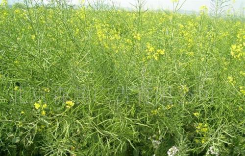 种植油菜籽的行距和棵距是多少 