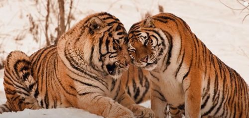 老虎为什么这么强壮 咬力有多大 老虎最怕什么动物