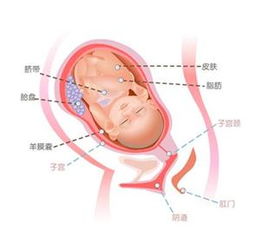 怀孕第39周胎儿图 怀孕39周胎儿彩超 怀孕39周胎动 羊水指数 好运宝贝 