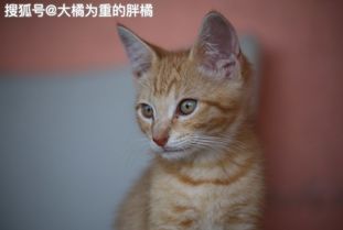 猫咪得了猫艾滋就不能长寿吗 铲屎官不要放弃,多注意这些小细节