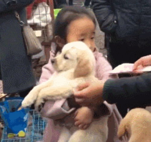 在狗市看到一个最傲娇的小姑娘,别人想买她的狗狗,她却死活不干