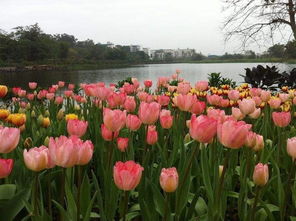 2017春节期间,南宁市各大景区活动缤纷呈现