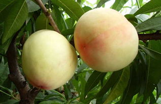 桃子什么季节成熟（七月成熟的桃子品种）