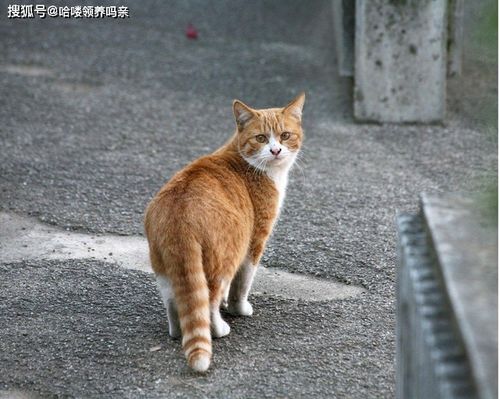 给自己找了个家的流浪猫都怎么样了 铲屎官 我宁愿它没那么懂事