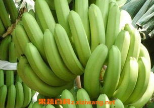 香蕉的营养价值 香蕉的功效与作用、营养价值