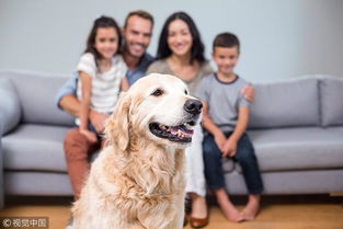 养狗家庭如何减轻家里的 狗味 4个清洁小妙方,养狗更轻松