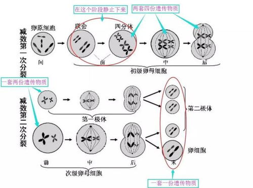 先父遗传(什么是)