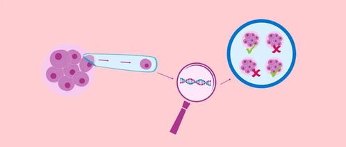 胚胎染色体筛查和大龄备孕准妈妈