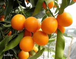 屋内盆栽小橘子叫什么名字 