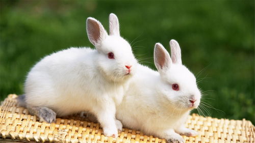 两只可爱的小白兔电脑桌面壁纸下载