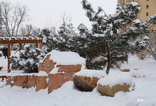 小区游拍 雪中小景