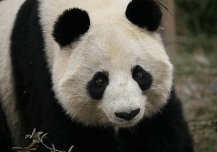 熊猫瘦成皮包骨瘦骨嶙峋 网友指责兰州动物园虐待熊猫