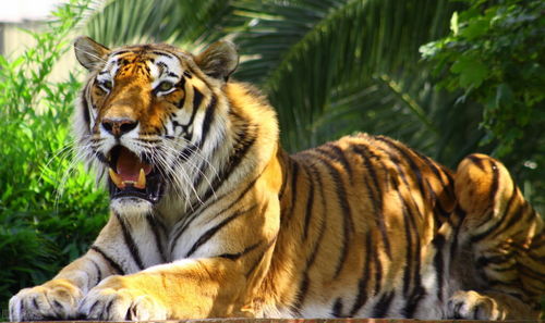 圈养的老虎,为什么不能喂食猪肉呢 难道老虎不喜欢吃猪肉