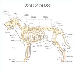 狗骨图片