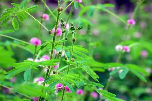 1月26日水瓶星座花 款冬 巴西含羞草