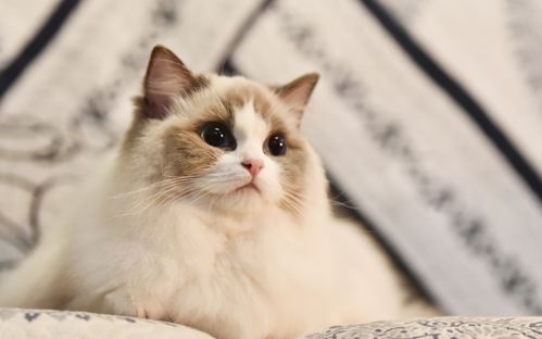 科普达宠 性格最温柔的6种猫咪