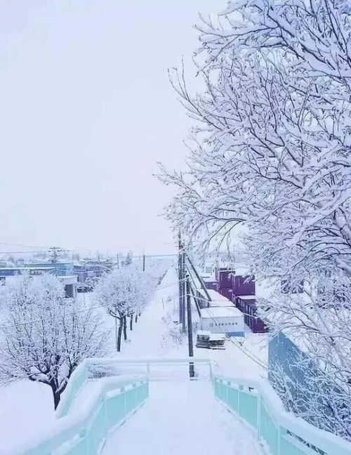 北海道雪景手机壁纸 搜狗图片搜索
