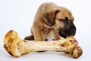 萌知识 狗狗爱吃骨头 小心啃骨头的不良反应 