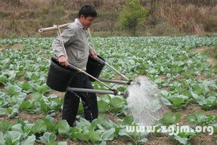 梦见给菜浇水的评论 百田解梦 