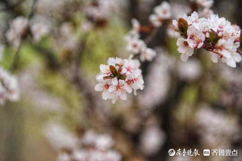 情报站 济南黄河岸边紫叶李繁花竞放,这 淡粉花路 你爱了吗