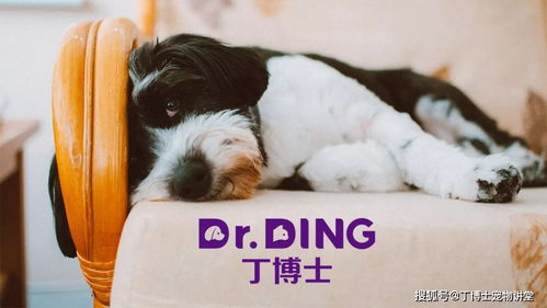 病犬的饲养管理和营养需要