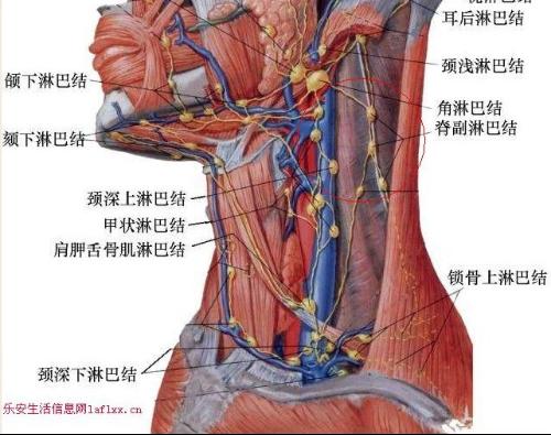 我颈背处有淋巴结肿大 